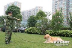 如何让狗狗“过来”呢？