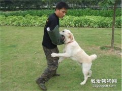 如何训练狗狗学会“扑咬”
