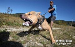 <b>如何制止狗狗的攻击行为？</b>