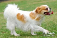 狗狗神经紧张的纠正训练