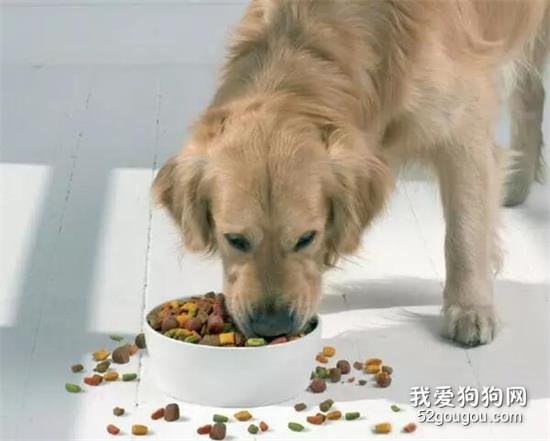 <b>判断狗狗食量吃的是否合适的方法</b>