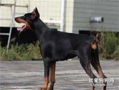 母犬发情的症状是什么？