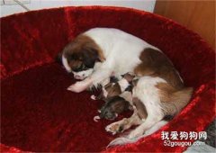 <b>母犬助产的全流程</b>