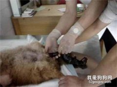 母犬出现逆位怎么办？