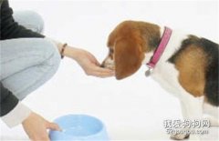 <b>狗狗好像吃不饱，需要加餐吗？</b>