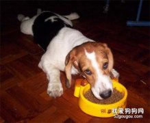 如何制止犬护食的坏习惯？