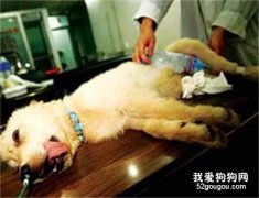 狗狗得了心肌炎怎么办？犬心肌炎治疗方法是什么？