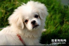 犬尿结石的诊断要点