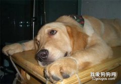 什么是犬的尿路结石？狗狗得了尿结石怎么办？