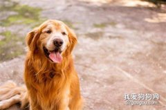 犬尿道感染是怎么回事？如何治疗？