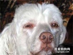 <b>狗狗得了糖尿病怎么办？犬糖尿病症状是什么？</b>