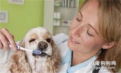狗为什么会得牙周炎？狗得了牙周炎怎么治疗？