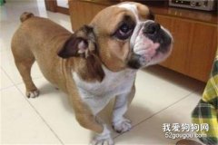 犬干眼病的特征是什么？狗狗得了干眼病怎么办？