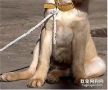 “犬髋关节发育不良症”如何治疗？