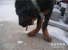 狗狗得了风湿病怎么办？如何治疗犬风湿病？