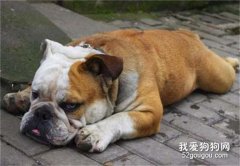 犬维生素A缺乏症的病因是什么？