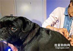 狗狗低血糖的病因和临床症状