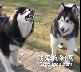 两狗子对峙，其中一只表情异常凶狠，可打起架来...笑喷了！