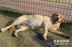 母犬为什么假孕？母犬假孕如何预防？