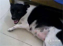 母犬难产怎么办？如何处理难产的狗狗？