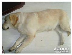 母犬产后抽搦症（“产后癫痫”）如何治疗？