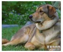 母犬阴道炎（外阴炎）的病因与治疗方法