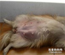 母犬乳腺炎（“乳房炎”）怎么办？如何治疗？