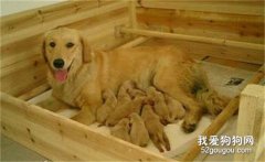 母犬无乳原因是什么？母犬产后无奶如何治疗？