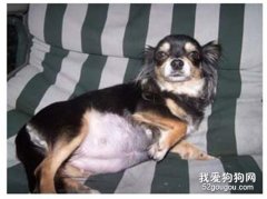 母犬流产怎么办？什么原因导致母犬流产？