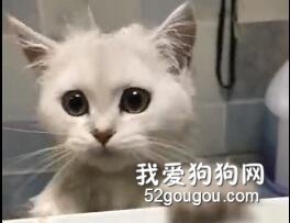 猫猫洗澡翻车现场，原谅我不厚道地笑出声！
