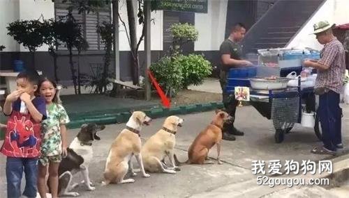 四只狗狗因排队等烤肉爆红，店老板：它们每天都来...