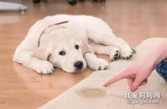 <b>史上最严格遛狗新规，刷新铲屎官的下限</b>