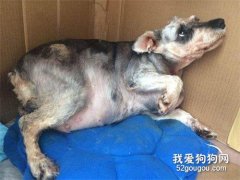 判断母犬怀孕的方法