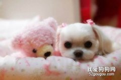 <b>养狗前要做的准备</b>