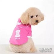 <b>冬季养狗狗，几点错误做法要注意！</b>