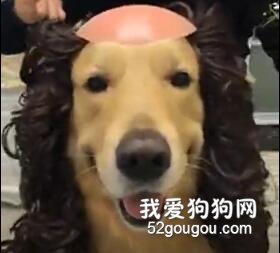 <b>主人给大金毛理发，剪完一照镜子……狗：这是什么鬼！</b>