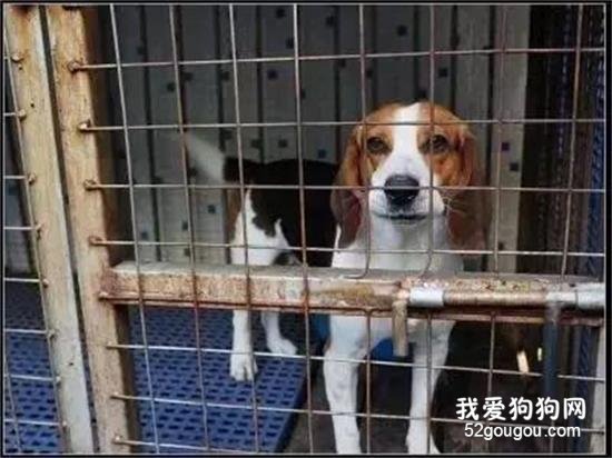 <b>我是一只实验犬，你还爱我吗？</b>