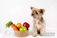 <b>这7种蔬菜狗狗也能吃！还不点进来了解一下？</b>