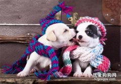 <b>狗狗冬季保暖，消除这些误区</b>