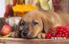 <b>给狗狗吃这些水果，就是在谋杀！</b>