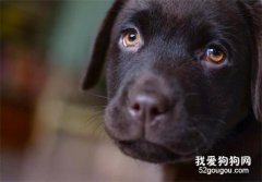 狗狗常见眼科疾病-白内障