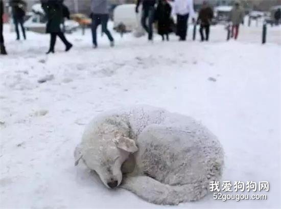 <b>爱狗不分贫富贵贱，给流浪狗一个暖冬吧！</b>