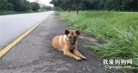 <b>泰国版忠犬八公不幸身亡：你终于不用再等了，他永远也不会来了....</b>