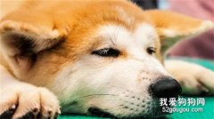 狗狗肠道不适的原因有哪些？
