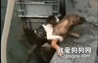 <b>猫咪落水，狗狗下水救助，被挠了还不放弃...超仗义！</b>