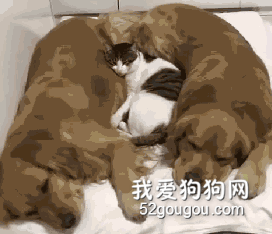 <b>俩金毛圈着小猫睡觉，本来挺暖的，可仔细一看：做梦吃肉呢？</b>