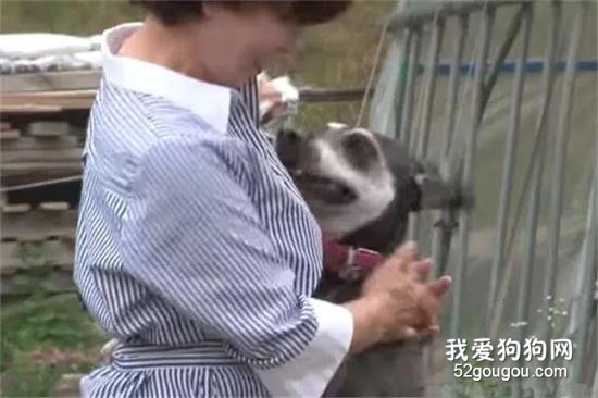 <b>把狗狗送走后，它还能记得原来的主人吗？</b>