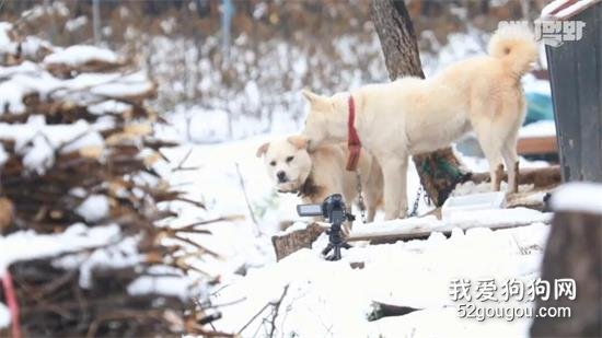 <b>暴雪夜晚狗狗却不进狗窝，原来它在照顾一只受伤的“伙伴”…</b>