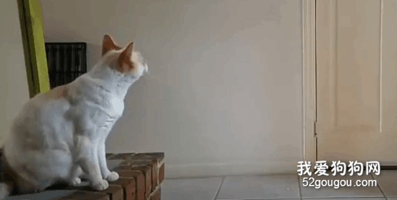 <b>主人带狗子出去遛，把猫留在了家里，猫的反应...</b>
