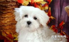 关于狗的疫苗知识，你只需要知道这些